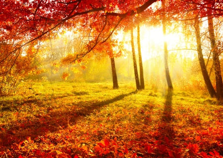Golden Autumn Desktop Background